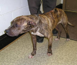 busterpit.jpg